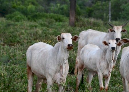 FRIGORÍFICO DE MS É HABILITADO PARA EXPORTAR SORO FETAL BOVINO PARA A CHINA