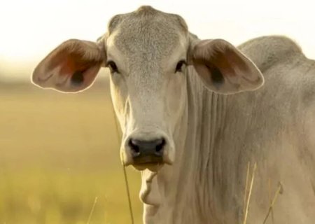 ATUALIZAÇÕES APONTAM ALTA NO PREÇO DA CARNE EM DOURADOS