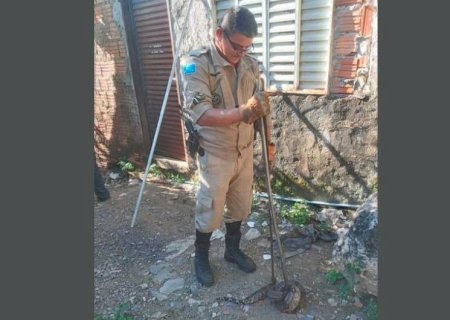 JIBOIA É CAPTURADA DENTRO DE RESIDÊNCIA