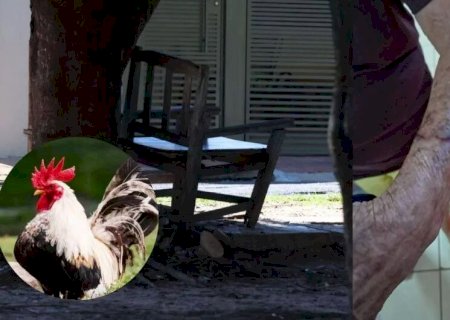 IDOSA FICA FERIDA AO SER ATACADA POR GALO ENQUANTO PASSEAVA POR BAIRRO