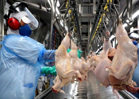 MATO GROSSO DO SUL E MAIS TRÊS ESTADOS RECEBEM HABILITAÇÃO PARA EXPORTAÇÃO DE FRANGO HALAL
