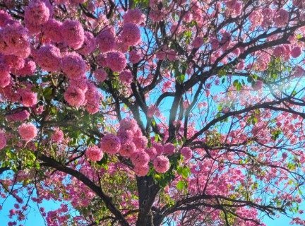 IPÊ-ROSA É O PRIMEIRO A FLORESCER E A TRANSFORMAR AS PAISAGENS