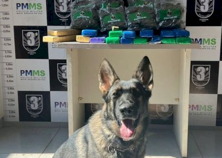 COM AUXÍLIO DE CÃO FAREJADOR, POLÍCIA APREENDE DROGAS E MUNIÇÕES EM DOURADOS