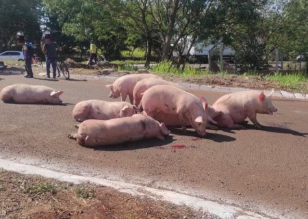 POLÍCIA IDENTIFICA E COMEÇA INTIMAR SUSPEITOS DE SAQUEAR PORCOS DURANTE A SEMANA