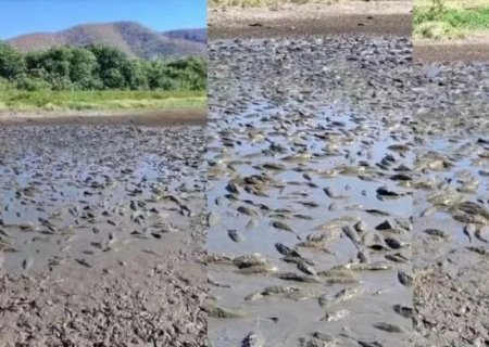 MILHARES DE PEIXES AGONIZAM EM MEIO EM BAÍA INUNDÁVEL NO PANTANAL