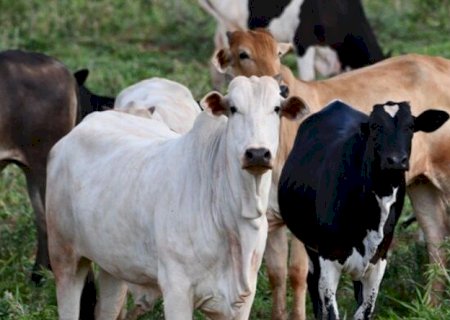 COMISSÃO APROVA USO DE ANIMAIS COMO GARANTIA DE FINANCIAMENTOS RURAIS