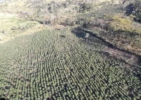 SENAD E PF ENCERRAM OPERAÇÃO COM 820 TONELADAS DE MACONHA DESTRUÍDAS