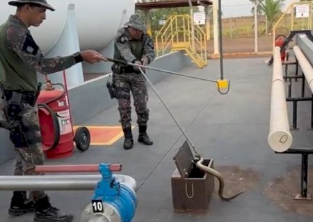 JARARACA É CAPTURADA EM BASE DE COMBUSTÍVEL DO AEROPORTO DE DOURADOS