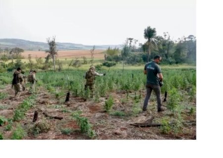 AÇÃO TERMINA COM QUASE MEIA TONELADA DE MACONHA DESTRUÍDA