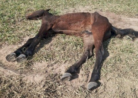 CAVALO DOENTE MORRE AO SER ABANDONADO PELO PROPRIETÁRIO