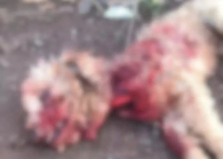 PITBULLS SÃO MORTOS A TIROS PELA PM AO ATACAR E MATAR CACHORROS