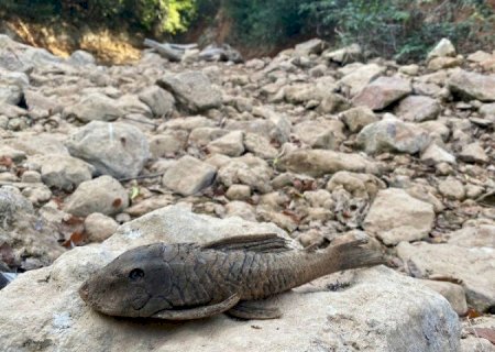 TRECHOS DO RIO DA PRATA EM JARDIM E BONITO SECAM EM MS