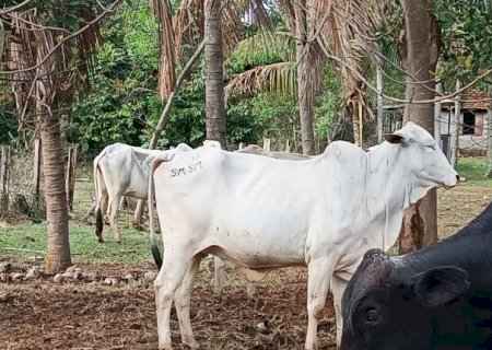 HOMEM É PRESO EM PROPRIEDADE RURAL POR RECEPTAÇÃO DE GADO FURTADO