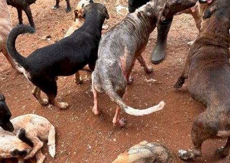 RESPONSÁVEIS POR ONG SÃO PRESAS POR MAUS-TRATOS A ANIMAIS