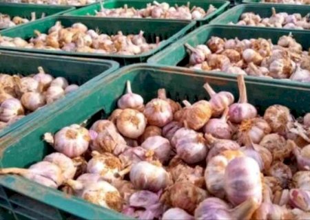 EM DOURADOS COMERCIANTE COMPRA CARGA DE R$ 307 MIL EM MG E CAMINHONEIRO DESAPARECE