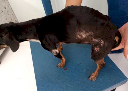 DOIS HOMENS SÃO PRESOS POR MAUS-TRATOS A ANIMAIS; UM CACHORRO FOI ENCONTRADO ENFORCADO