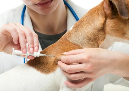 CARAVANA VAI CASTRAR E MICROCHIPAR 21 MIL ANIMAIS EM MS