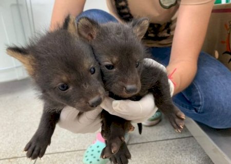 MAIS ANIMAIS SILVESTRES VÍTIMAS DE QUEIMADAS SÃO LEVADOS A HOSPITAL PARA TRATAMENTO