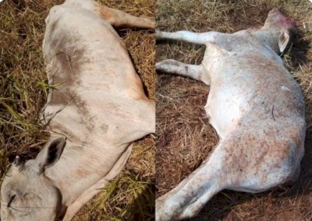 PRODUTORES RURAIS CONTABILIZAM PERDA DE GADO COM FRIO EXTREMO EM MS