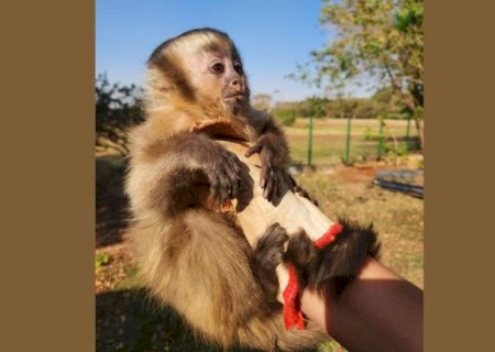 MULHER 'COMPRA' FILHOTE DE MACACO-PREGO VÍTIMA DE MAUS-TRATOS E O ENTREGA À POLÍCIA