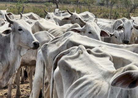 POLÍCIA ENCONTRA GADO MORRENDO DE FOME E FAZENDEIRA MULTADA EM R$ 273 MIL