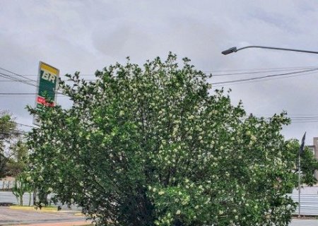 SANCIONADA LEI QUE PROÍBE PLANTIO DA ÁRVORE 'MURTA' EM MS; SAIBA O MOTIVO