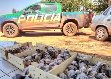 OPERAÇÃO CONTRA O TRÁFICO DE ANIMAIS SILVESTRES EM MS COMEÇA NESTE SÁBADO