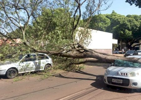 ÁRVORE CAI EM CIMA DE VEÍCULOS ESTACIONADOS NA RUA CIRO MELO
