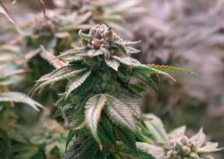 BRASILEIRO É PRESO COM PLANTAÇÕES DE MACONHA DO TIPO 'HARRY POTTER'