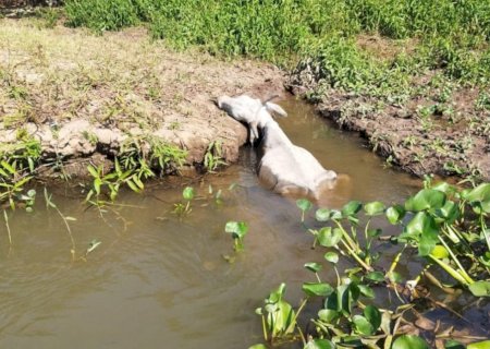 MORTES DE GADO À BEIRA DE RIO É ALERTA PARA MAUS-TRATOS