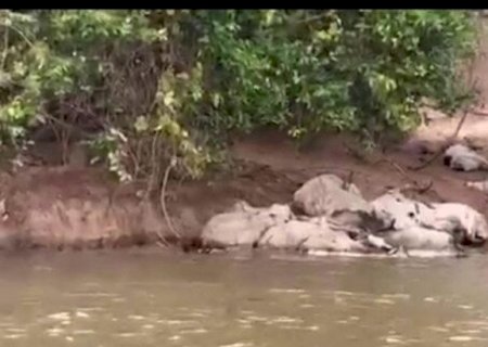 PESCADORES ENCONTRAM DEZENAS DE BOIS MORTOS E ATOLADOS ÀS MARGENS DE RIO