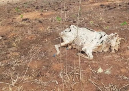 FAZENDEIRO É MULTADO EM R$ 1 MILHÃO POR DEIXAR GADO MORRER