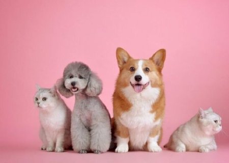 OUTUBRO ROSA PET: CAMPANHA ESTADUAL CONSCIENTIZA SOBRE CÂNCER EM ANIMAIS DOMÉSTICOS