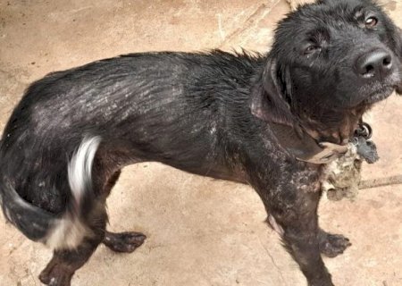 SUSPEITO DE MAUS-TRATOS CONTRA DOIS CACHORROS É PRESO