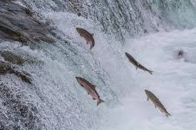 ESTA É A ÚLTIMA SEMANA DE PESCA ANTES DO PERÍODO DE DEFESO