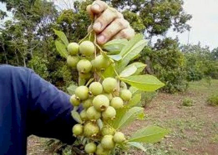 MULHER DESAPARECE DURANTE COLHEITA DE GUAVIRA