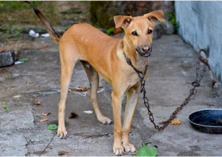 PROJETO DE VEREADOR FIXA MULTA DE ATÉ R$ 3 MIL PARA QUEM DEIXAR CÃO E GATO PRESO