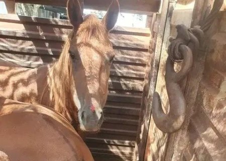 OPERAÇÃO RESGATA 73 CAVALOS VÍTIMAS DE MAUS-TRATOS NO DISTRITO CABECEIRA DO APA