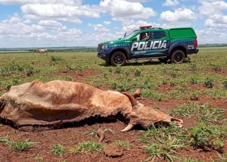 EM DOURADOS, DONO DE FAZENDA É MULTADO EM R$ 15 MIL POR DEIXAR GADO MORRER DE FOME