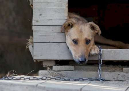 APROVADO PROJETO QUE MULTA TUTOR EM ATÉ R$ 3 MIL QUE ACORRENTAR CÃES E GATOS EM DOURADOS