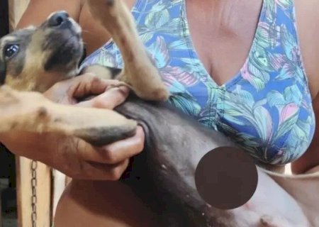 VENDEDOR DE PICOLÉ É ACUSADO DE ESFAQUEAR CACHORRINHO COM FACA DE SERRA