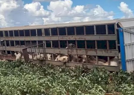 CARRETA COM BOIS TOMBA EM RODOVIA E MOTORISTA É SOCORRIDO