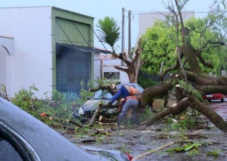 REUNIÃO ALINHA REMOÇÃO DE ÁRVORES COM RISCO DE QUEDA EM DOURADOS
