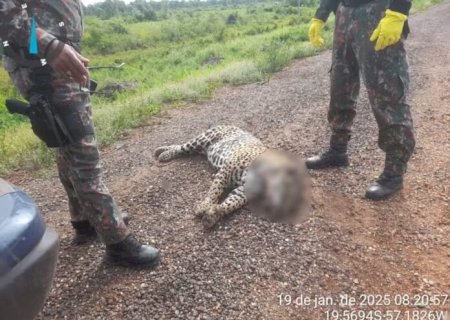 POR MÊS, CERCA DE 200 ANIMAIS SILVESTRES MORREM NA BR-262 VÍTIMAS DE COLISÕES VEICULARES