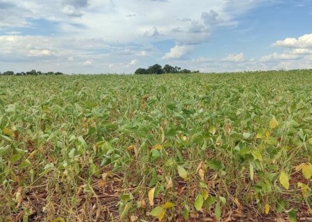 SAFRA DE SOJA 24/25: CERCA DE 30 MUNICÍPIOS FORAM IMPACTADOS COM A FALTA DE CHUVA