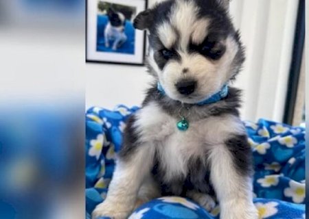 PERFIL USA MODELO DE SITE DE PET SHOP FAMOSO PARA APLICA GOLPE EM REDE SOCIAL