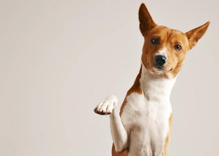 GUARDA COMPARTILHADA DE ANIMAIS DOMÉSTICOS SERÁ ANALISADA POR COMISSÃO