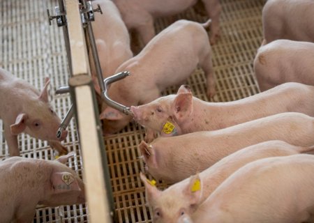 SUINOCULTURA DE MS MIRA EM TECNOLOGIA E SUSTENTABILIDADE E JÁ CRESCE ACIMA DA CATARINENSE