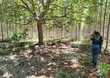 CORPO EM DECOMPOSIÇÃO É ENCONTRADO EM PLANTAÇÃO DE EUCALIPTO