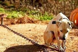 DENÚNCIA DE MAUS-TRATOS A ANIMAIS JÁ PODE SER FEITA ONLINE EM MS